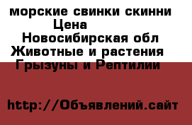 морские свинки скинни › Цена ­ 3 000 - Новосибирская обл. Животные и растения » Грызуны и Рептилии   